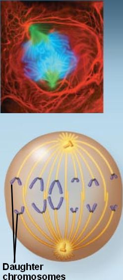 prophase metaphase anaphase telophase