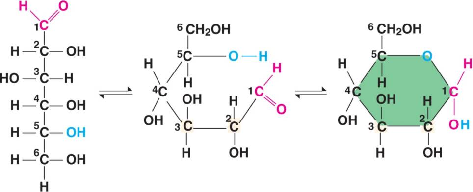 carbohydrates - Where does the additional hydrogen in the Fischer  depictions of glucopyranose come from? - Chemistry Stack Exchange