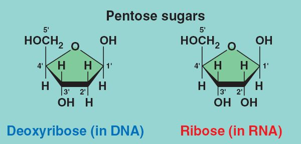 Рибоза мономер. Pentose. Pentose Ribose. Кристаллы рибозы. Pentose Sugar in DNA.