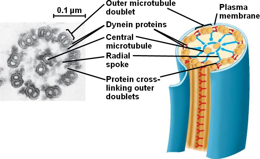 flagellum-structure-html-06-24flagellciliumstruc-l-jpg