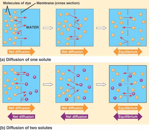 diffusion-through-a-membrane-lab