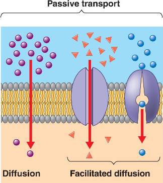 passive_transport.html 07_17Passive.jpg