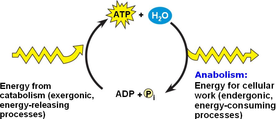 Is Atp A Chemical