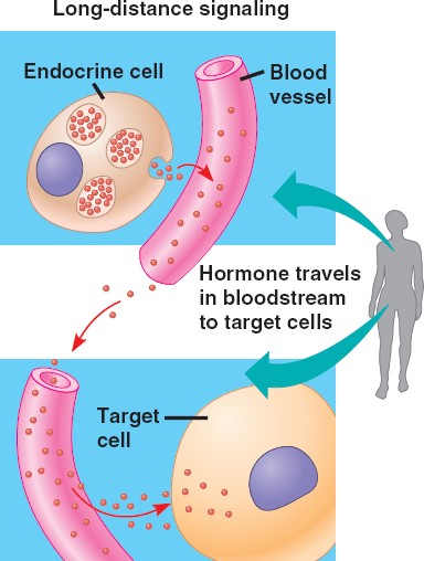 long-distance-signaling-html-11-04cellcommunicationc-jpg