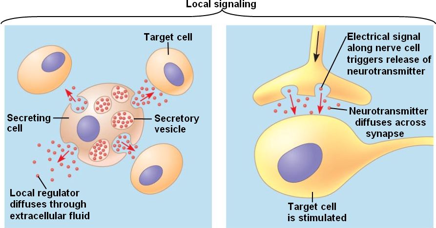 Local signaling html 11 05aCellCommunication L jpg