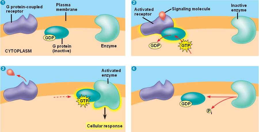 g-protein-html-11-07bgprotcoupledrec-l-jpg