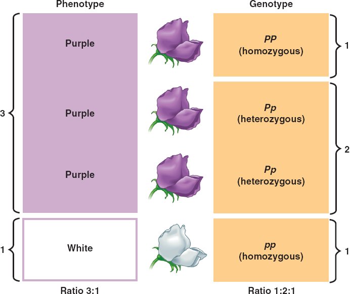 genotype-phenotype.html 14_06PhenotypeVsGenotype_L.jpg