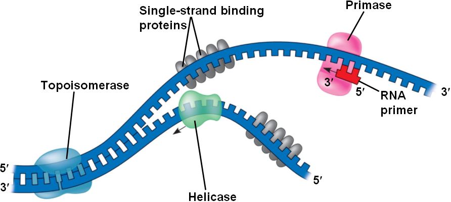 What Mean Replication Fork