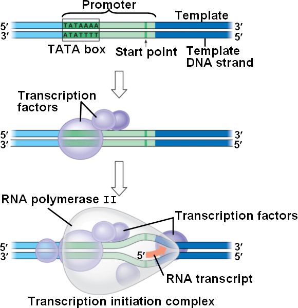 promoter-html-17-08transcripinitiation-jpg