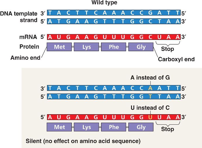 What Is Silent Mutation