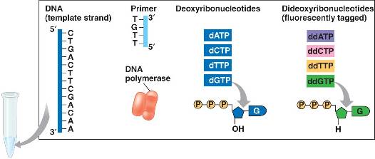 Dideoxyribonucleotide Dideoxyribonucleotide