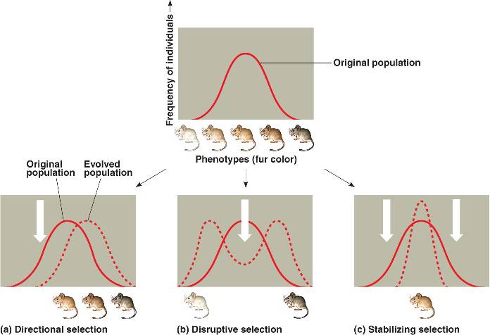 Natural selection html 23 13 SelectionModes L jpg