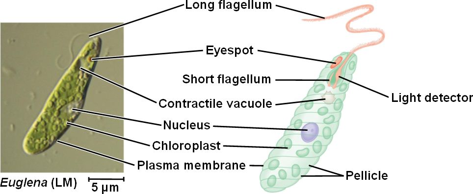 euglena pellicle