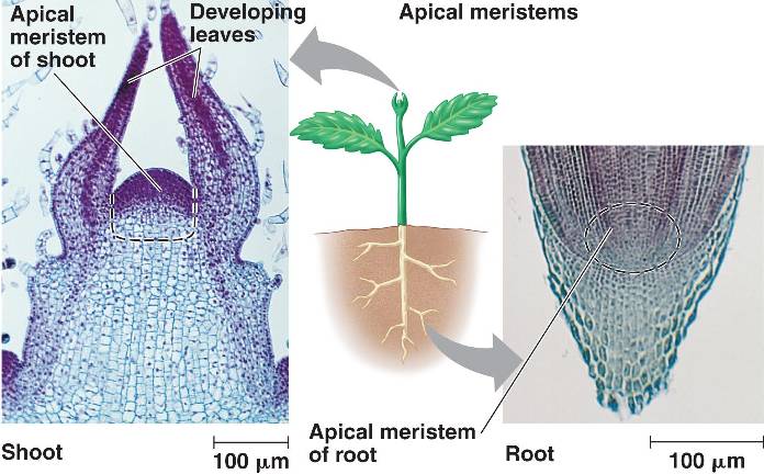 Describe What Is Meant By Apical Dominance