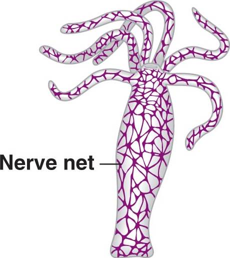 Нервная система гидры. Диффузная нервная система гидры. Кишечнополостные гидра нервная система. Сетчатая нервная система у кишечнополостных.