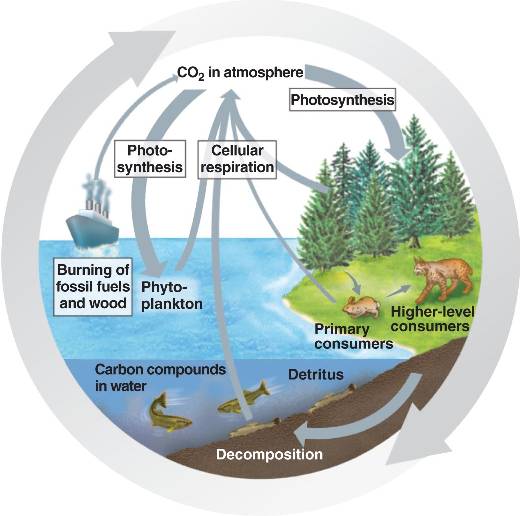 carbon_cycle.html 55_14bCarbonCycle-L.jpg