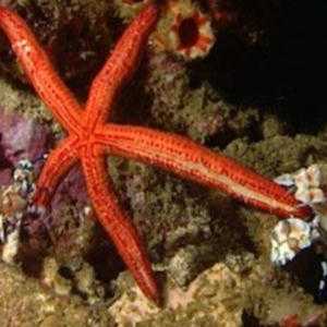 Asteroida Asteroida