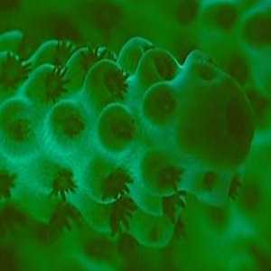 CORAL CORAL