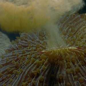 CORAL CORAL