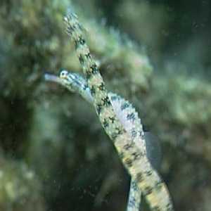MICROGNATHUS CRINITUS MICROGNATHUS CRINITUS