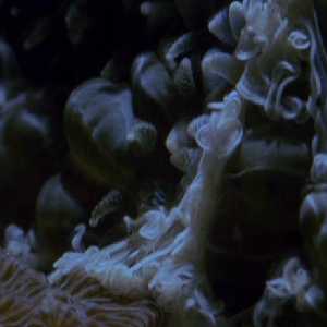 POLYP POLYP