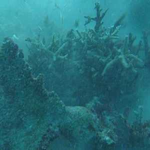 REEF REEF