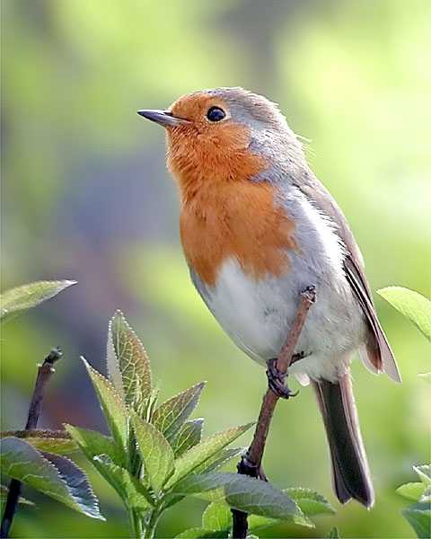 Erithacus rubecula